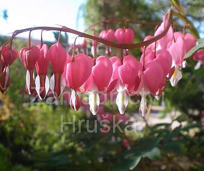 Dicentra spectabilis