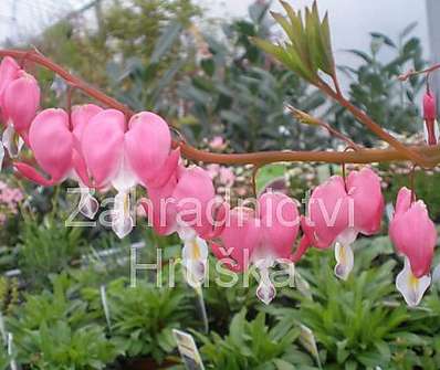 Dicentra spectabilis