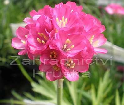 Armeria maritima Laucheana