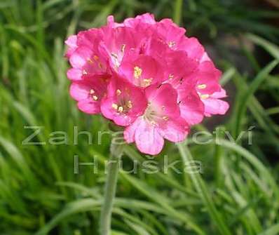 Armeria maritima Laucheana