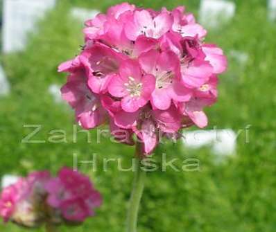 Armeria maritima Laucheana