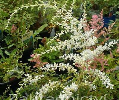 Astilbe simplicifolia White Sensation