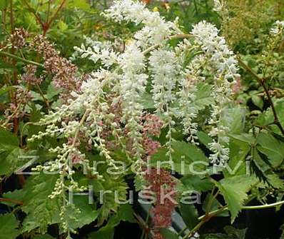 Astilbe simplicifolia White Sensation