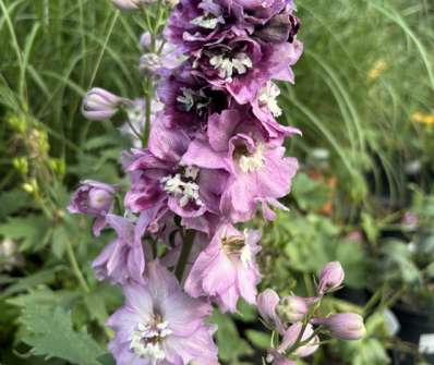Delphinium Excalibur Lilac Rose / White Bee