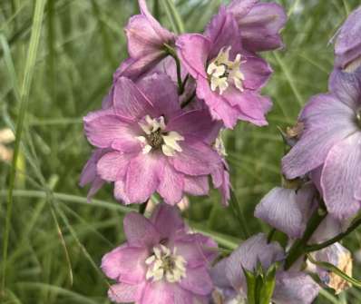 Delphinium Excalibur Lilac Rose / White Bee