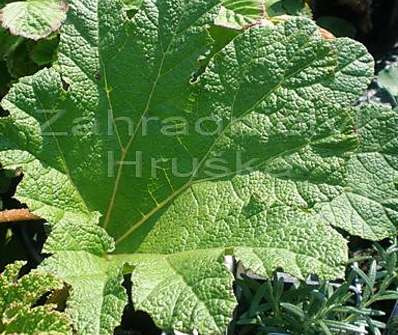 Gunnera manicata