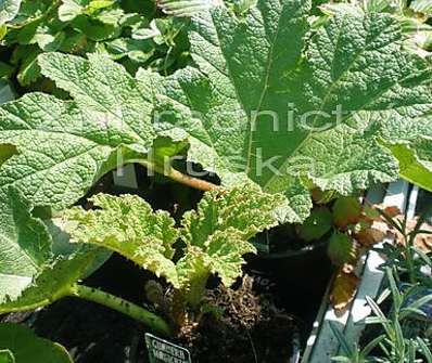 Gunnera manicata