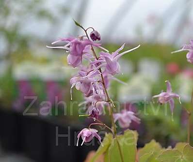 Epimedium Lilafree