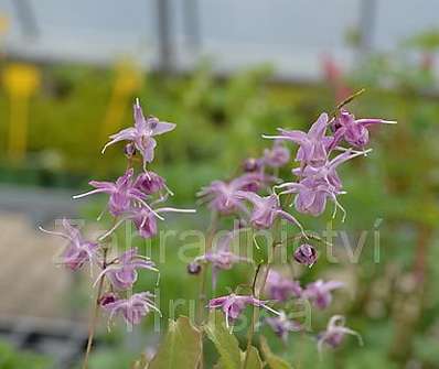 Epimedium Lilafree