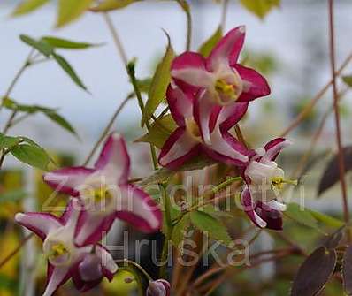 Epimedium rubrum