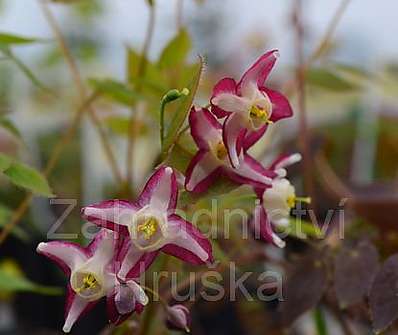 Epimedium rubrum