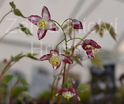 Epimedium rubrum