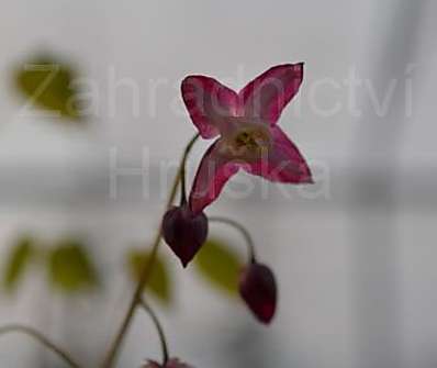 Epimedium rubrum