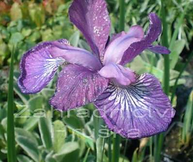 Iris sibirica Even