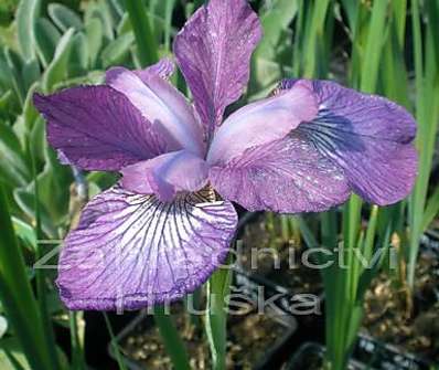 Iris sibirica Even