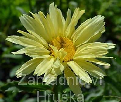 Leucanthemum maximum Brodway Light Yellow