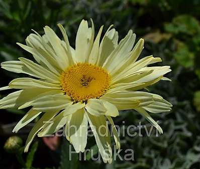 Leucanthemum maximum Brodway Light Yellow