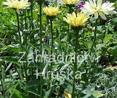 Leucanthemum maximum Brodway Light Yellow