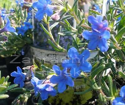 Lithodora diffusa Heavenly Blue