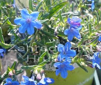 Lithodora diffusa Heavenly Blue