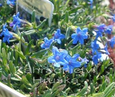 Lithodora diffusa Heavenly Blue
