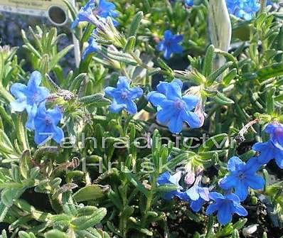 Lithodora diffusa Heavenly Blue