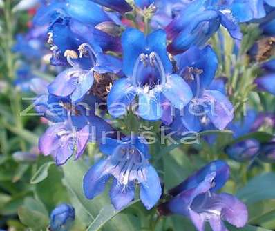 Penstemon Pinacolada Blue