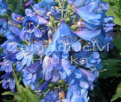 Penstemon Pinacolada Blue