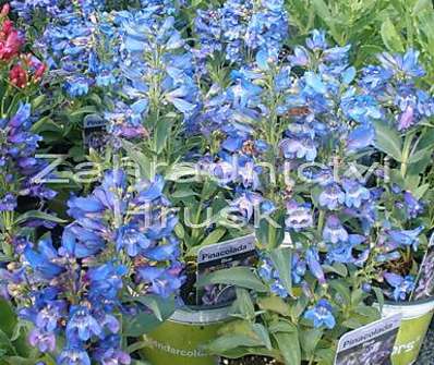 Penstemon Pinacolada Blue