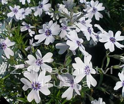 Phlox subulata Bavaria