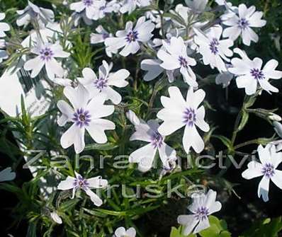 Phlox subulata Bavaria