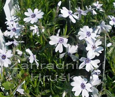 Phlox subulata Bavaria