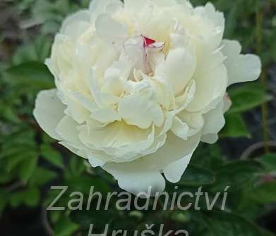 Paeonia lactiflora Festiva Maxima