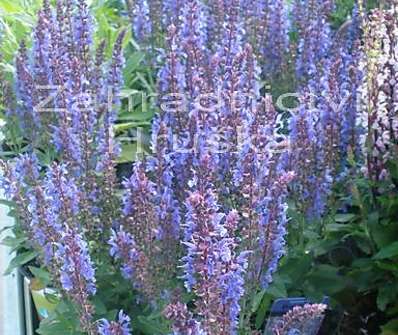 Salvia Bordeau Sky Blue