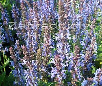 Salvia Bordeau Sky Blue