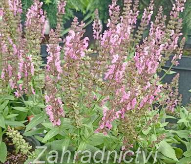 Salvia nemorosa Bordeau Rose