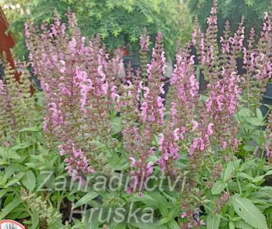 Salvia nemorosa Bordeau Rose
