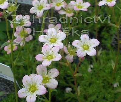 Saxifraga arendsii Roseum Elegans