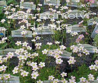 Saxifraga arendsii Roseum Elegans