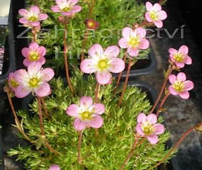 Saxifraga arendsii Roseum Elegans