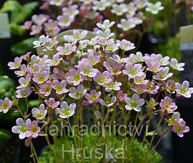 Saxifraga arendsii Roseum Elegans