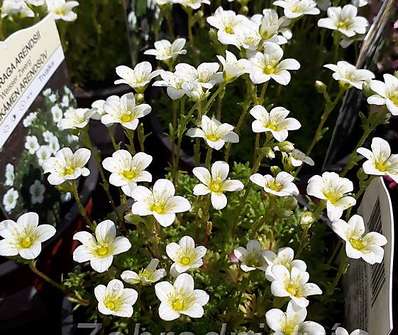 Saxifraga arendsii Weisser Zwerg