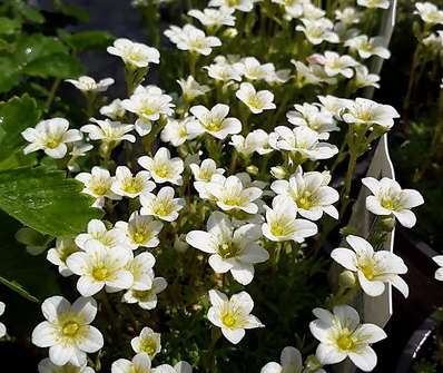 Saxifraga arendsii Weisser Zwerg