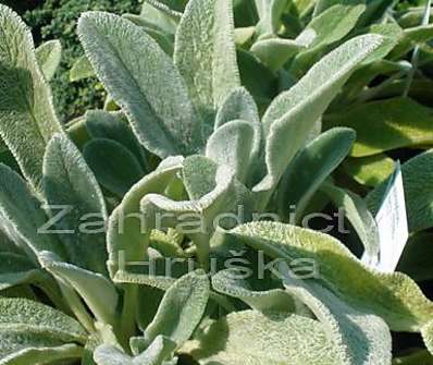 Stachys byzantina Simba