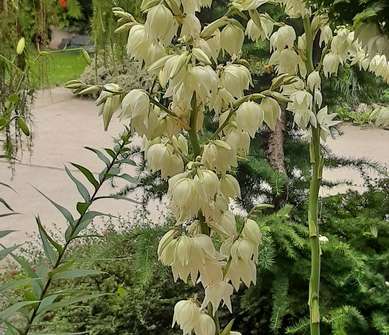 Yucca flacida