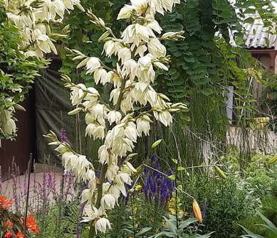 Yucca flacida