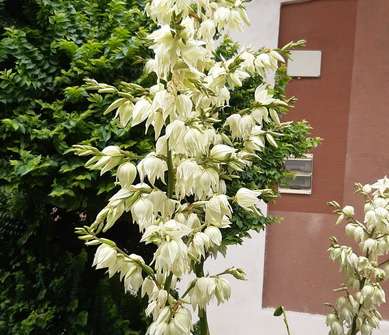 Yucca flacida
