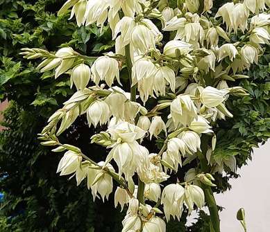 Yucca flacida