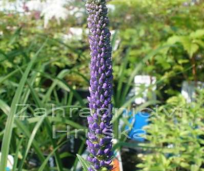 Veronica spicata Christa