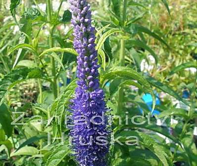 Veronica spicata Christa